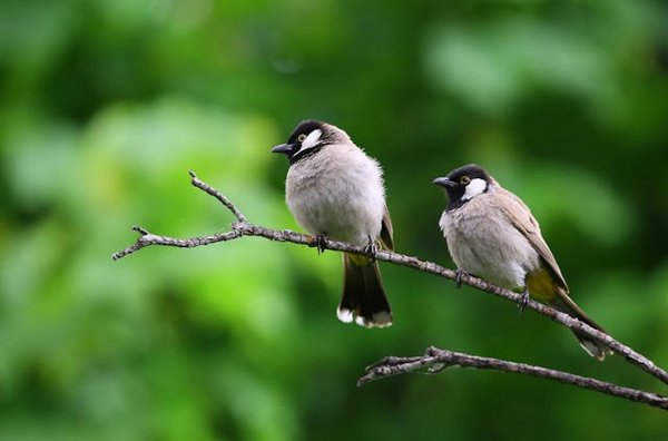 Où observer les oiseaux migrateurs dans les marais de Camargue, France?