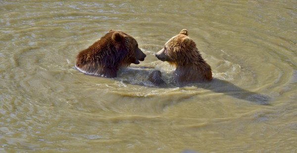 Comment organiser une expédition pour voir les ours bruns en Alaska : équipements et périodes idéales ?